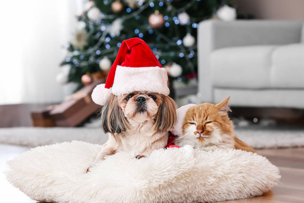 Χαριτωμένη γάτα και σκύλος σε καπέλα Σάντα στο σπίτι την παραμονή των Χριστουγέννων - Φωτογραφία, εικόνα