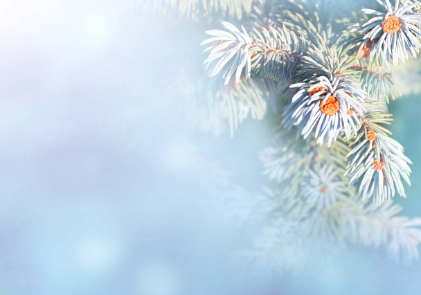 Horizontal Christmas background with branch of blue spruce. Holiday xmas banner with fir tree on abstract backdrop. Copy space for text. Photo toned in blue and pink colors - Foto, Imagen