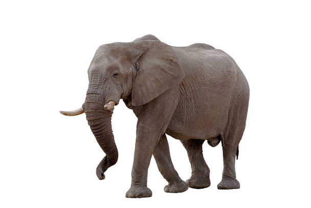 caminhando grande elefante africano isolado em fundo branco, objeto gráfico - Foto, Imagem