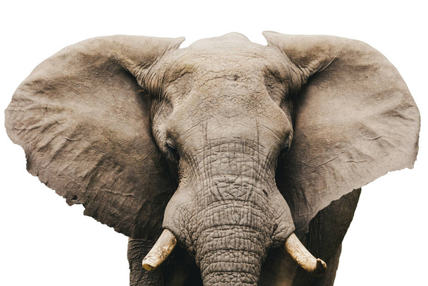 Kopf des afrikanischen Elefanten isoliert auf weißem Hintergrund, grafisches Objekt - Foto, Bild