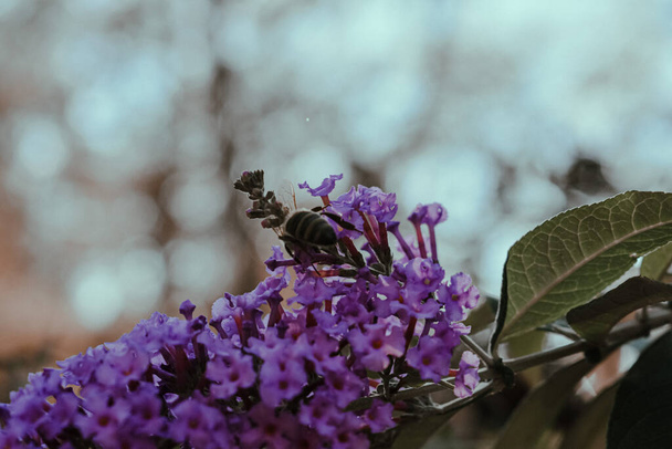 A shallow focus shot of a bee on purple verbenas - Foto, imagen
