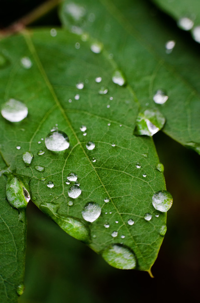 Leaf with rain droplets. Selective focus - Photo, Image