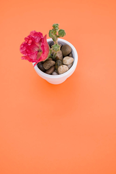 A vertical shot of a pink carnation flower in a small flower pot, placed on an orange surface, with space for text - Fotografie, Obrázek