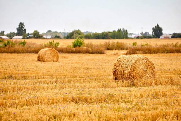 Amarillo brillante seco Rollos de pajar en el campo de verano. Paisajes rurales - Foto, imagen
