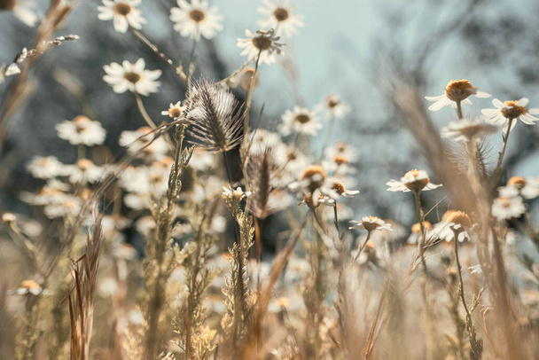 A selective focus shot of chamomiles in a field - Φωτογραφία, εικόνα