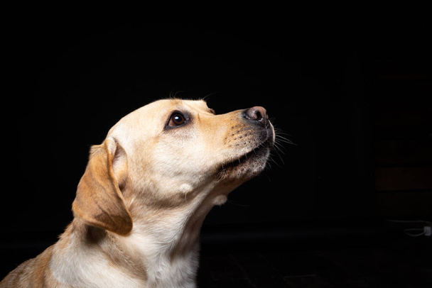 Egy Labrador Retriever kutya portréja elszigetelt fekete háttérrel. Nagyon vidám és boldog.. - Fotó, kép