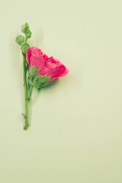 A vertical shot of a beautiful pink carnation flower on a small stem, placed on a green surface - Foto, Imagem