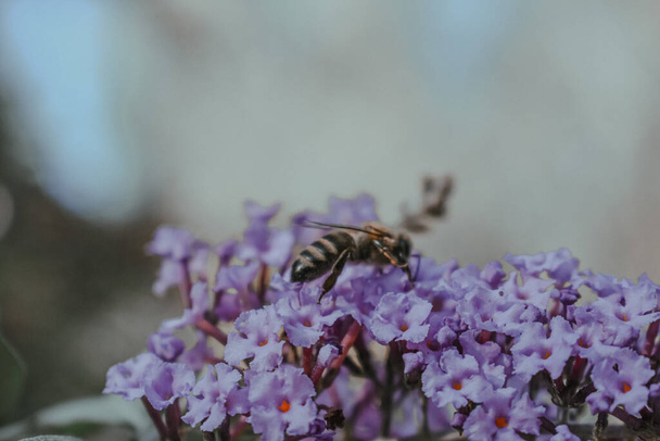 A shallow focus shot of a bee on purple verbenas - Foto, afbeelding