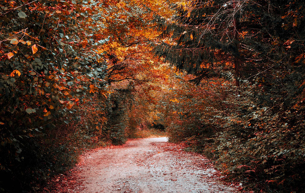 A breathtaking view of a trail in a colorful autumn forest - Foto, Imagem