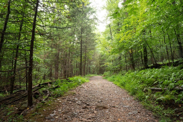 A narrow unpaved trail in the dense woodland covered with lush vegetation in the mid-summer - Photo, Image