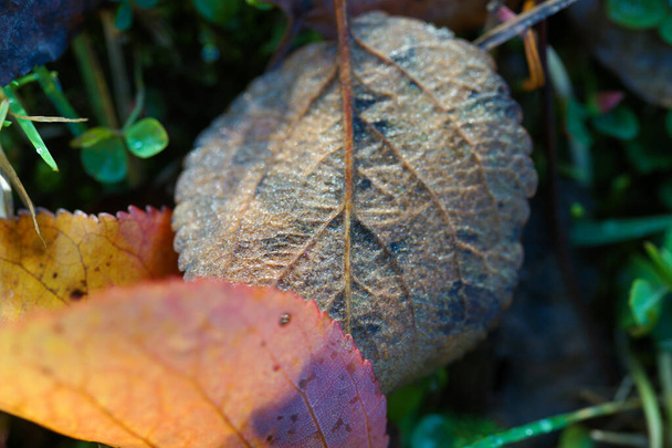 Fallen autumn leaves close up - Valokuva, kuva