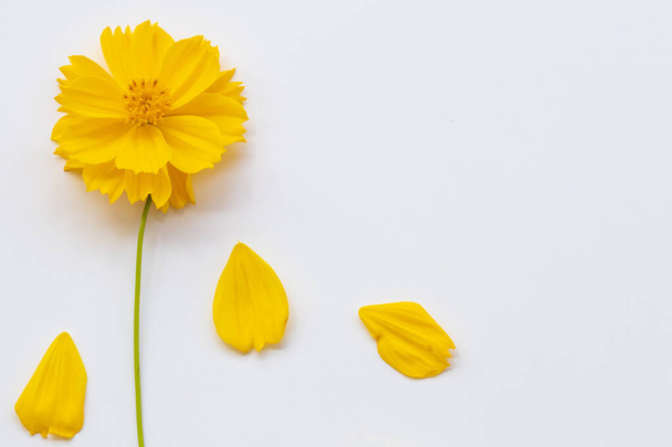 yellow flowers cosmos arrangement flat lay postcard style on background white  - Photo, Image