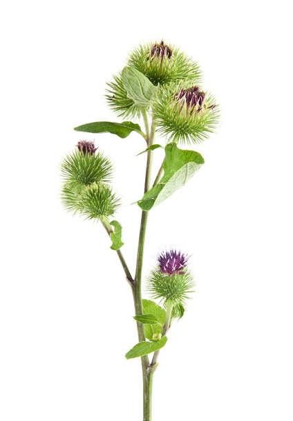 Inflorescence of Greater Burdock - Photo, Image