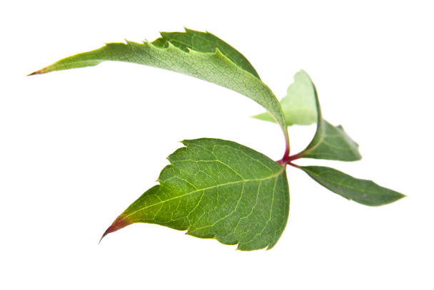 Листья винограда
 - Фото, изображение