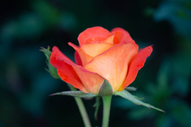 Rose of bright orange color close-up in the garden. - Foto, Imagem