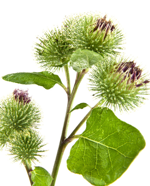 Inflorescence of Greater Burdock - Photo, Image