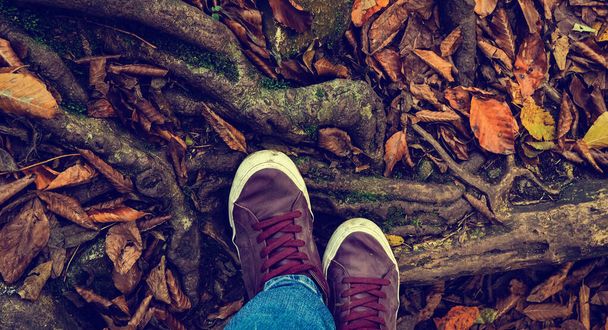 lippu web Lähikuva jalat kävely metsässä, jalat metsä vaellus polku peitetty syksyn lehdet ja juuret, menee ylös. - Valokuva, kuva
