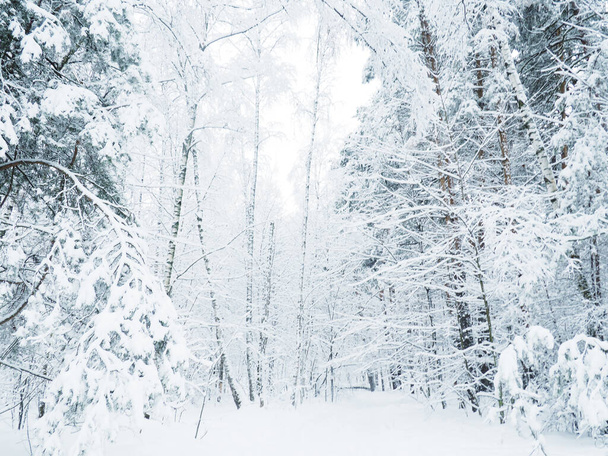 дерева зі снігом в зимовому парку
 - Фото, зображення