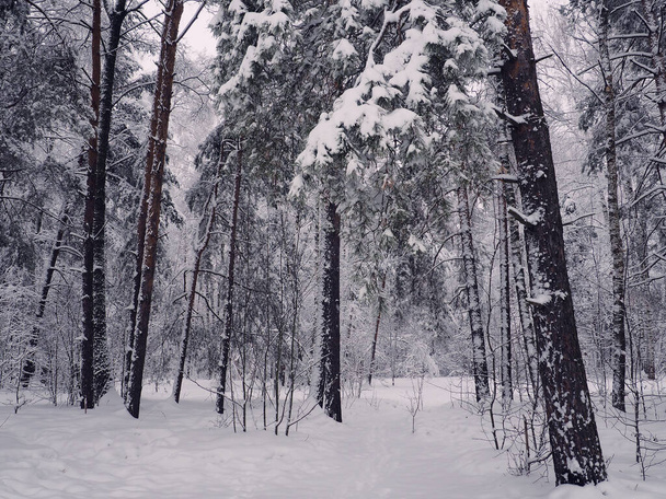 Kış parkında karlı ağaçlar - Fotoğraf, Görsel