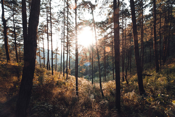 Ormanda, akşamları sıcak ışığı olan ağaçlar. Orman. - Fotoğraf, Görsel
