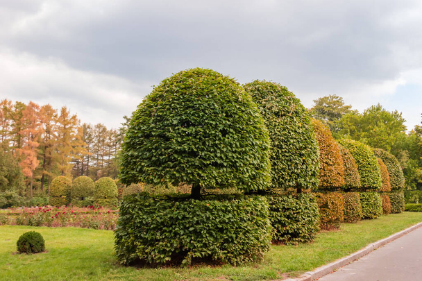 Лиственные деревья в декоративной форме с обрезанными сферическими вершинами в парке в осенний пасмурный день - Фото, изображение