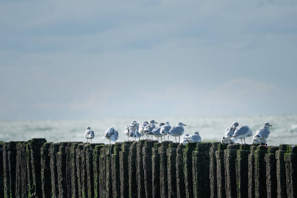 Groupe de goélands marins assis sur les poteaux couverts d'algues d'un brise-lames, avec vue sur la mer. Côte de la mer du Nord, Westkapelle, Pays-Bas. - Photo, image