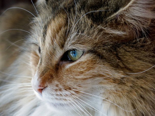 A close up of a norwegian forest cat female - Photo, Image