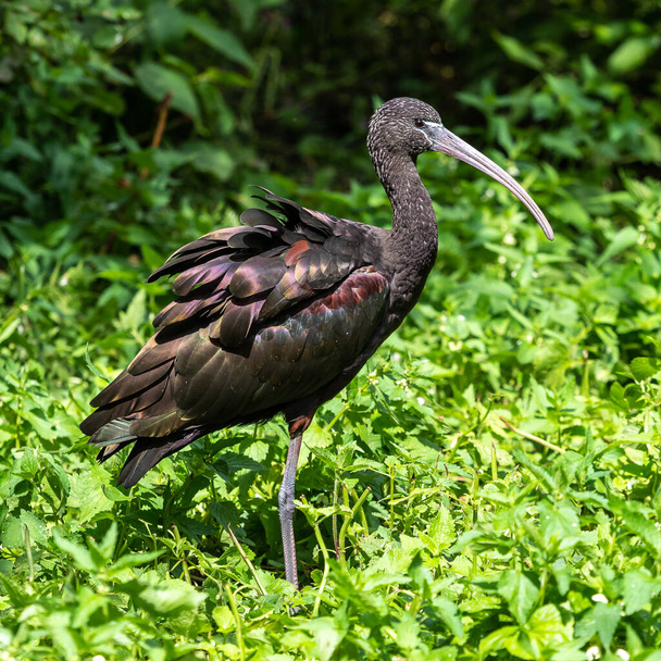 The Glossy ibis, Plegadis falcinellus is a wading bird in the ibis family Threskiornithidae. - Photo, Image