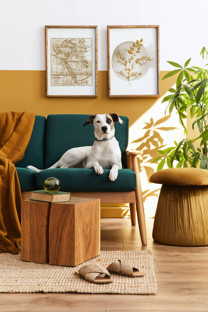 Stylish interior of living room with design furniture, gold pouf, plant, mock up poster frames, carpet, accessoreis and beautiful dog lying on the sofa in cozy home decor. Template. - Photo, Image