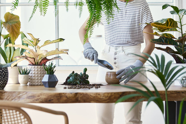 Woman gardeners transplanting plant in ceramic pots on the design wooden table. Concept of home garden. Spring time. Stylish interior with a lot of plants. Taking care of home plants. Template. - Фото, изображение
