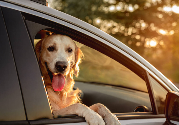 Dog looking in open car window - Фото, изображение