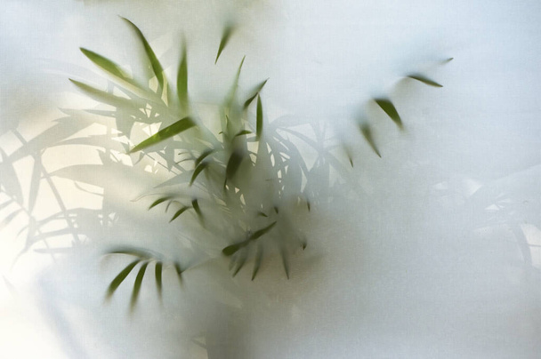 Ombre astratte della pianta verde dietro la finestra cieca - Foto, immagini
