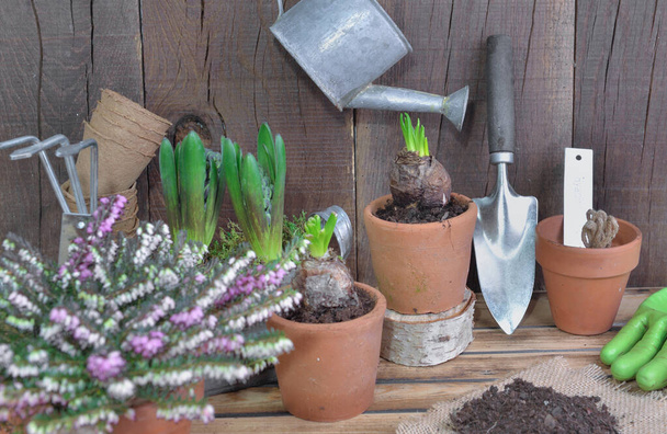 Bahçe ekipmanları ve ahşap arka planda sümbül saksısı ile bahçe düzenleme  - Fotoğraf, Görsel