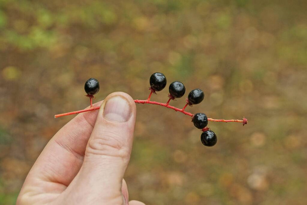 Finger in der Hand hält ein dünner roter Zweig mit schwarzen reifen Kirschbeeren auf braunem Hintergrund in einem herbstlichen Park - Foto, Bild