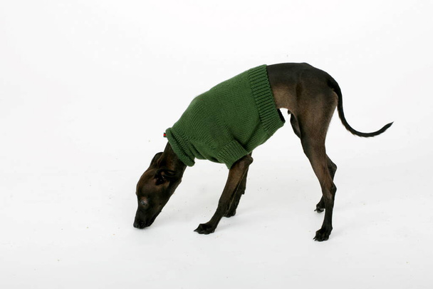 Italiano Greyhound vestindo camisola marrom, Piccolo Levriero Italiano, isolado em branco, tiro estúdio - Foto, Imagem