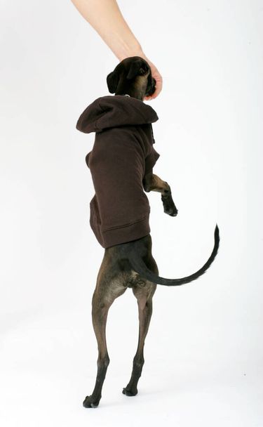 Итальянская борзая в коричневом свитере, Piccolo Levriero Italiano, изолированная на белом, студийная съемка - Фото, изображение
