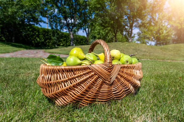 Πολλά ώριμα ζουμερά νόστιμα αχλάδια στο χειροποίητο καλάθι λυγαριά στο έδαφος πράσινο γρασίδι στην αυλή οπωρώνα κήπο με φρούτα σε φωτεινή ηλιόλουστη μέρα του φθινοπώρου. Βιολογικά οικολογικά φρούτα για υγιεινή διατροφή. Ιστορικό αγροτικής χώρας - Φωτογραφία, εικόνα
