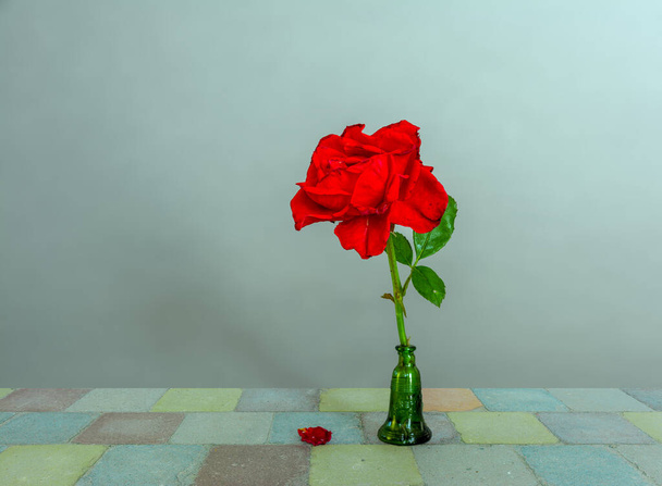 Vörös rózsa. Egy virág. Minimalizmus. - Fotó, kép