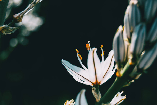 Détail d'une fleur d'asphodelus sur son dos regardant la lumière du soleil et quelques bourgeons non focalisés au premier plan - Photo, image