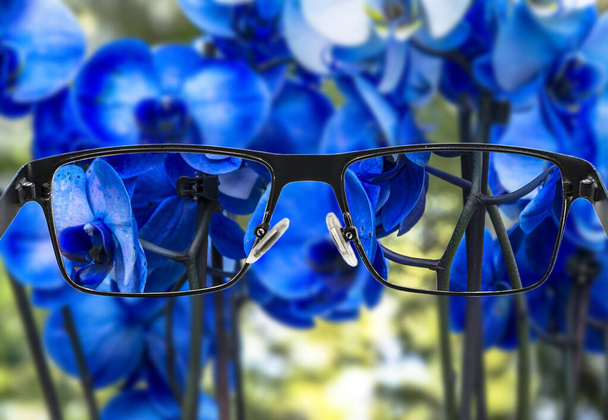 Összpontosított kép csokor gyönyörű kék orchideák. Jobb látásmód. Szemüveg rövidlátáshoz. - Fotó, kép