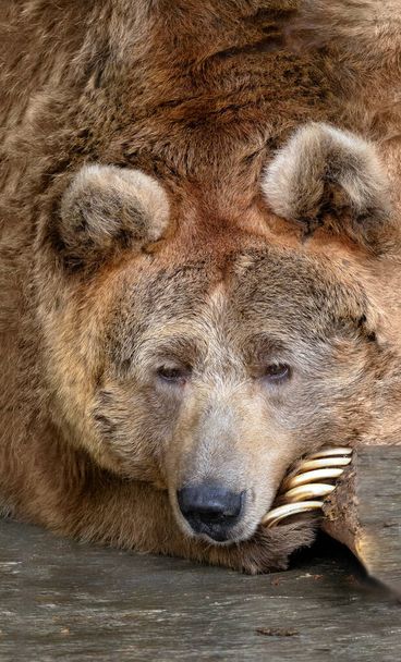 Тянь-Шаньский бурый медведь с белыми когтями надел намордник на лапу. Животное отдыхает. Портрет медведя крупным планом. - Фото, изображение