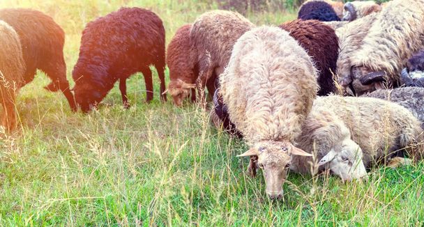 Lamb eat green grass in the pasture. A group of sheep grazes in a meadow at sunset. Animals with soft white and brown dirty fur on the farm. Livestock background with copy space. - Фото, зображення