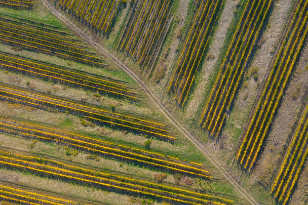 Aerial view of a vineyard plantation in late afternoon lights in Europe. Drone shot - Fotoğraf, Görsel