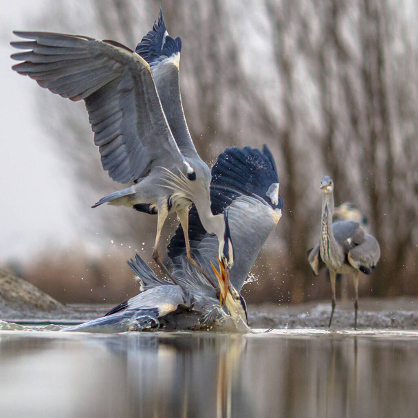 Twee grijze reigers vechten om territorium bij Lake Csaj, Kiskunsagi National Park, Pusztaszer, Hongarije. Februari. De grijze reiger is een roofvogel die leeft in het grootste deel van Europa, Azië en Afrika.. - Foto, afbeelding