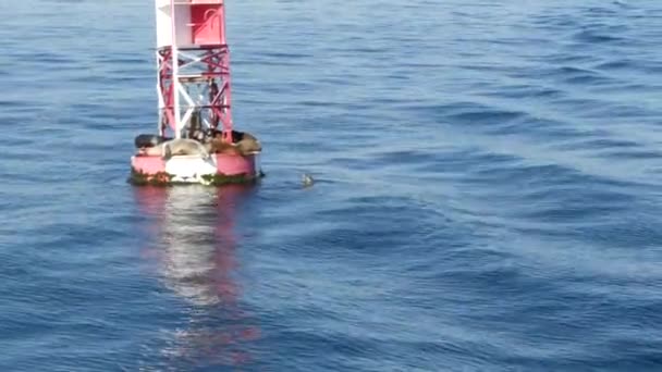 Seals on buoy in Pacific ocean, whale watching tour in Newport beach, California USA. Colonia di animali selvatici, branco di leoni marini su un faro galleggiante. Mammiferi marini recluta in habitat naturale - Filmati, video