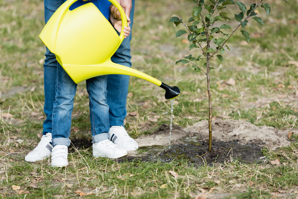 partial view of boy with father watering young seedling planted in forest, ecology concept - 写真・画像