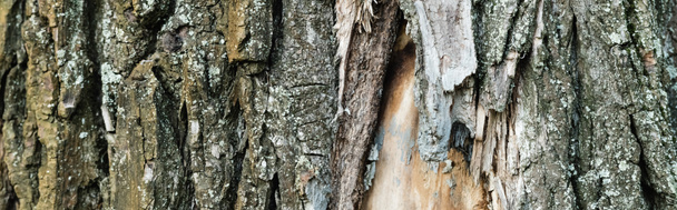 lähikuva vanha puunkuori, ekologia käsite, banneri - Valokuva, kuva