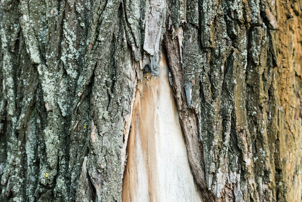 vista de perto da casca áspera da árvore velha, conceito de ecologia - Foto, Imagem