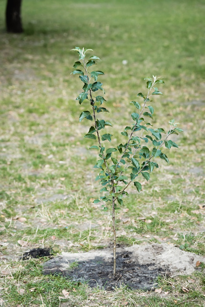young green tree growing on blurred background, ecology concept - Photo, Image
