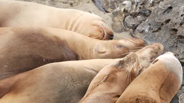 Морские львы на скале в Ла-Хойя. Дикие ушные тюлени, покоящиеся у Тихого океана на камнях. Забавное ленивое животное спит. Защищенное морское млекопитающее в естественной среде обитания, Сан-Диего, Калифорния, США - Кадры, видео